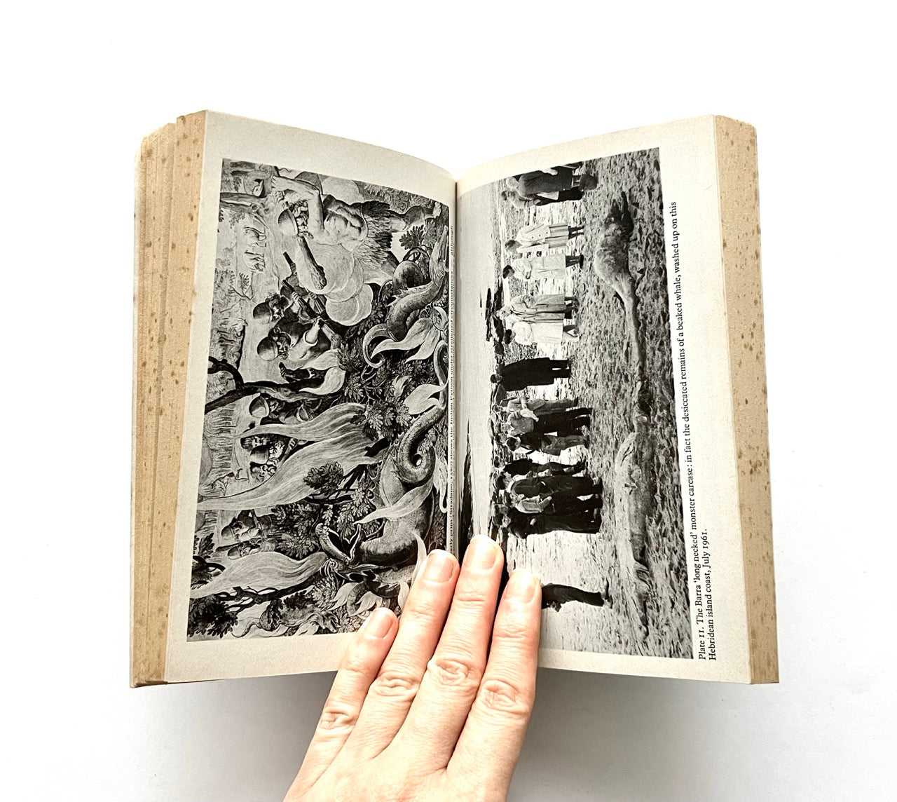 Open book, 'The Leviathans' by Tim Dinsdale, with black and white illustrations of sea monsters.