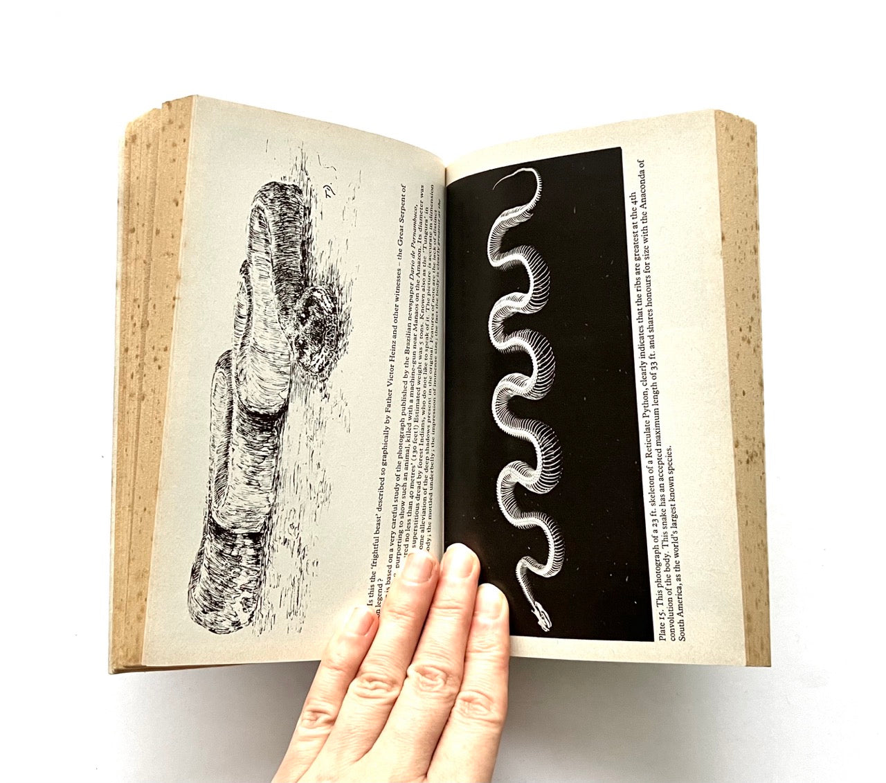 Open book, 'The Leviathans' by Tim Dinsdale, with black and white illustrations of sea monsters.