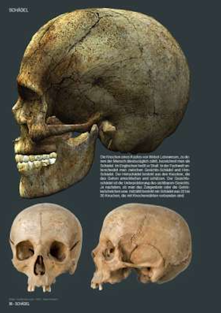 SKULLS & BONES: TEMPLATES FOR ARTISTS by Johann Barnas [2015]